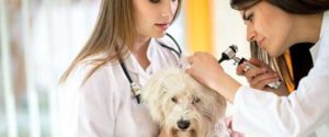 dog at vet