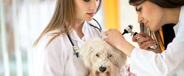 Keeping Fido safe and healthy at the vet