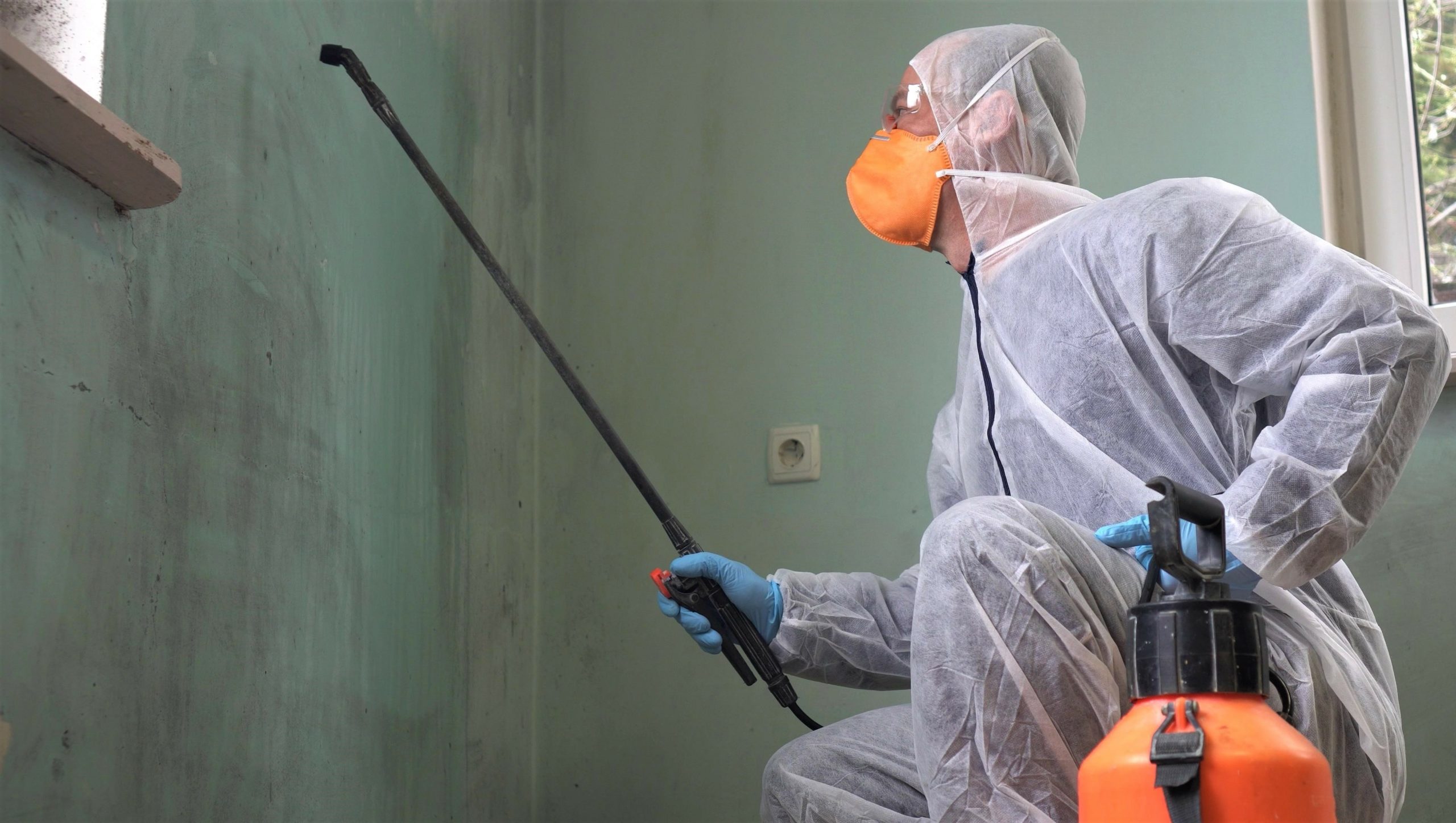 How Can Mold Removal Companies Help With Bio-Hazard Cleanup